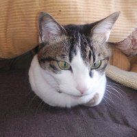 ボート (@zakuzaku1966) 's Twitter Profile