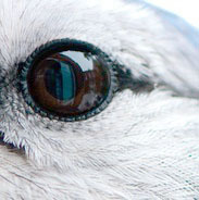 Jays_Eye's profile picture. internet person