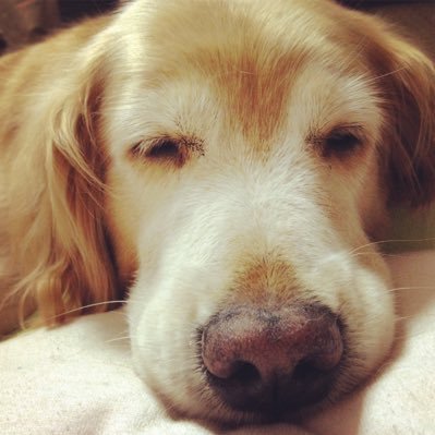 Ps6HI777_ZV's profile picture. ゴールデンレトリバーと猫が好きです。サザンオールスターズ、ONE OK ROCK大好き🎵馬券買わないけど馬が好きな人の日常垢。