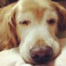 Ps6HI777_ZV's profile picture. ゴールデンレトリバーと猫が好きです。サザンオールスターズ、ONE OK ROCK大好き🎵馬券買わないけど馬が好きな人の日常垢。