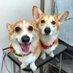 くぅこ@コーギーのいる暮らし (@cooco_corgi) Twitter profile photo くぅこ@コーギーのいる暮らし (@cooco_corgi) Twitter profile photo