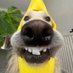 쥐가오리 (@geegaoring) Twitter profile photo 쥐가오리 (@geegaoring) Twitter profile photo