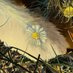 ❦ qlh | fluffnbloom ⋆˚🐾˖° (@fluffnbloom) Twitter profile photo ❦ qlh | fluffnbloom ⋆˚🐾˖° (@fluffnbloom) Twitter profile photo