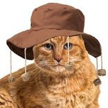Outback Cat 🇦🇺 (@outback_cat) 's Twitter Profile