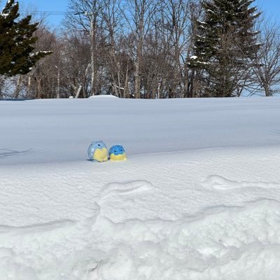 極地高山離島地域のバイオームが好きな予備校講師