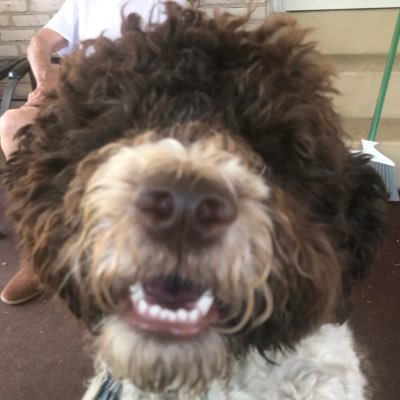MERLagotto's profile picture. 