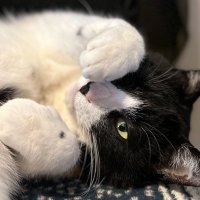 thirdlf (@thirdlf1) 's Twitter Profile