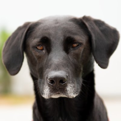 GymsForDogs's profile picture. We believe healthy lifestyles benefit both dogs and owners. We strive to deliver high-quality dog park products that are designed and manufactured in the USA.