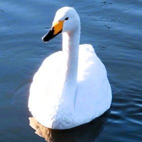 【匿名配送】FEサイファ「アルフォンス」 ホットマン セール 1/100 SAV アルカナ・サイレン F.S.S.