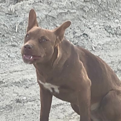 DiosXolo's profile picture. 