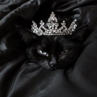 SA (@shxzii) 's Twitter Profile