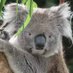 koala3000 (@jaassasd) Twitter profile photo koala3000 (@jaassasd) Twitter profile photo
