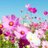 cosmos_tc0401