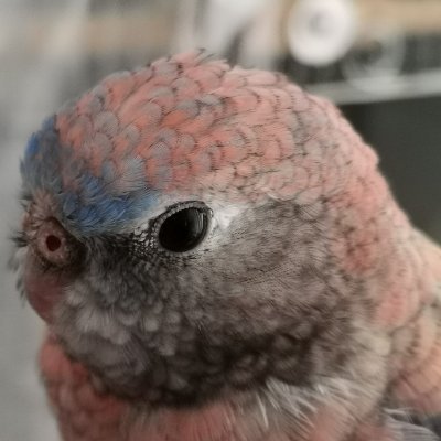 ◆好きなもの:ジュエリー/ハンドメイド/着物/動物/うまいもの/旅/神社仏閣/エレキコミック/呪術廻戦/S&F/鬼滅/金カム/DQW 通称: 甲羅から亀吸い出し女(余裕で20↑) ☆ジュエリー(@Mee_Moo_Maa)とプライベートを分割しました。 🐥アキクサインコブルー♂の鳥飼。