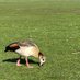 Hungry Duck 🇬🇷🇬🇧🇺🇸 (@hungryduck25) Twitter profile photo Hungry Duck 🇬🇷🇬🇧🇺🇸 (@hungryduck25) Twitter profile photo