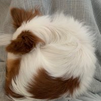 パピヨンのパン (@papi__pan) 's Twitter Profile
