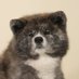 秋田犬のトラミちゃん@犬のお世話屋さん/浦和ドッグシッター (@tramiakitadog) Twitter profile photo 秋田犬のトラミちゃん@犬のお世話屋さん/浦和ドッグシッター (@tramiakitadog) Twitter profile photo
