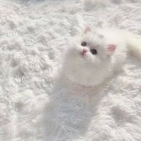 十 (@kirapika_i) 's Twitter Profile
