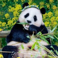 happiness fu🍀🐼 (@almira1567327) 's Twitter Profile