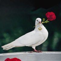 رضاك ولجنه (@k1998040) 's Twitter Profile