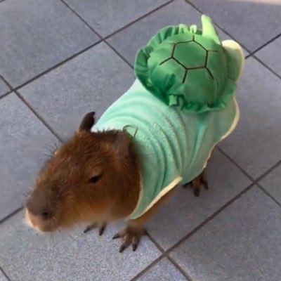 飞天小亩豚さんのプロフィール画像