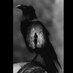 کلاغِ سیاهِ کلیسای نوتردام! (@llblackcrowll) Twitter profile photo کلاغِ سیاهِ کلیسای نوتردام! (@llblackcrowll) Twitter profile photo