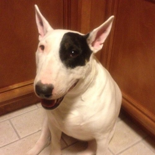 wmwayde's profile picture. 