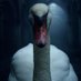 Sullivan the Swan (@laceygreenbelt) Twitter profile photo Sullivan the Swan (@laceygreenbelt) Twitter profile photo