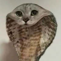 beepjoot 🐳🔞 boob enthusiast (@sapinhozul) 's Twitter Profile