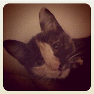 mgarofolo's profile picture. 