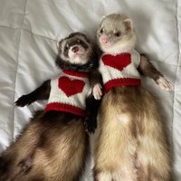🧩 Henrik (@tanghenrikbnb) 's Twitter Profile Photo 🧩 Henrik (@tanghenrikbnb) 's Twitter Profile Photo