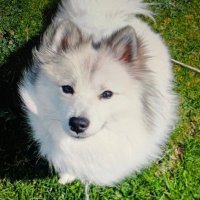 R. Pfalzgraff ๐ฆ๐น๐ช๐บโ๐ผ๐ผ๐ถ๐น (@rholtzel) 's Twitter Profile