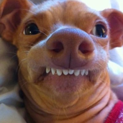 ToddHavard's profile picture. Proud Father. He's the Love in my life and the reason I get out of bed every day! Jesus Christ is my Lord and Savior! Donald Tump is my President!