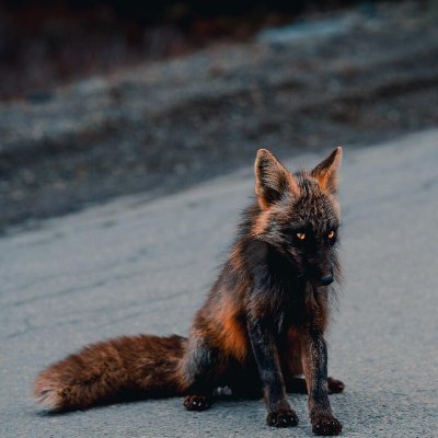 🦊🐙 Babbling of a fox with a fondness for tentacles. Pronouns he/him. Who needs a blue check?