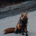 Vulpine (@mythosfox) Twitter profile photo Vulpine (@mythosfox) Twitter profile photo