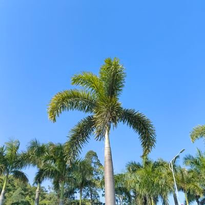 Zhi73803Dong's profile picture. 啥都中