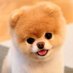 Cuteness Overload (@cutenesspet) Twitter profile photo Cuteness Overload (@cutenesspet) Twitter profile photo