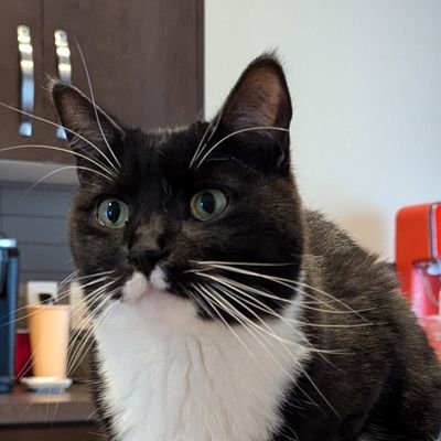 Welcome to Hobbs brothers account Mékó.
Let's all start over....
Hobbs the cat needs to watch his mouth...