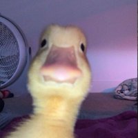 çamlıdere bazlaması (@lahmacunn2008) 's Twitter Profile