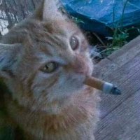 rekta (@cretaceouus) 's Twitter Profile
