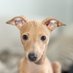 Nacho the Iggy (@nacho_the_iggy) Twitter profile photo Nacho the Iggy (@nacho_the_iggy) Twitter profile photo