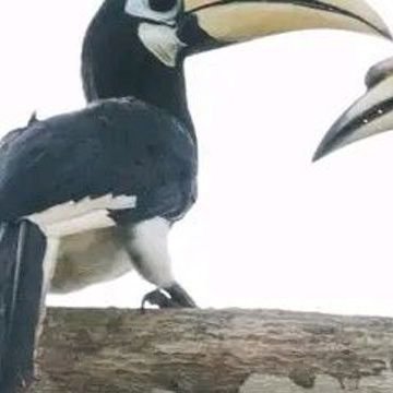 dwidri59's profile picture. I like bakso