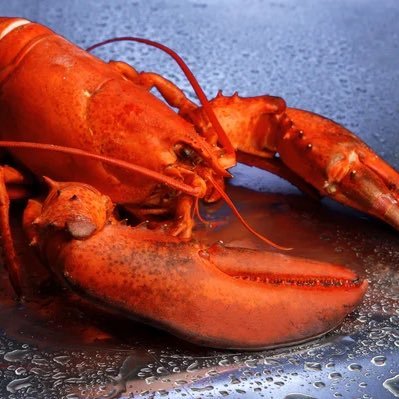 pronoucedfin's profile picture. dont worry im koalafied