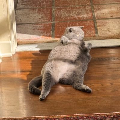 FrankUrricane's profile picture. 