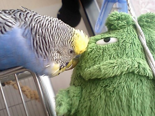 shinmama8's profile picture. 自営業の妻。大学4年の娘は大阪。大学２年の息子、セキセイイインコのぴーちゃん、テリア系ミックス犬のシオンと暮らす元気ママ。出来ることはやります。2年前、小脳出血で手術してもなんのその。笑う門には福が来る！超前向き人生。