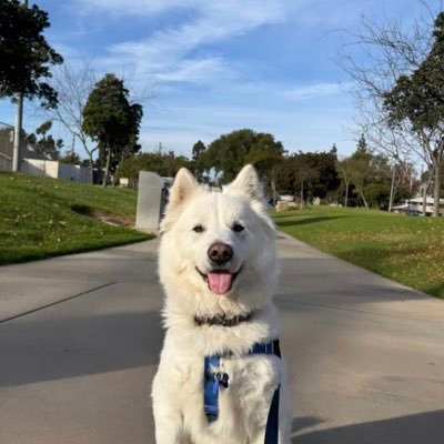 junjshin's profile picture. tax accountant | from 🇰🇷 now 🇺🇸🫡