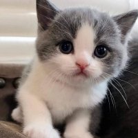 Sherby (@sherflopper) 's Twitter Profile