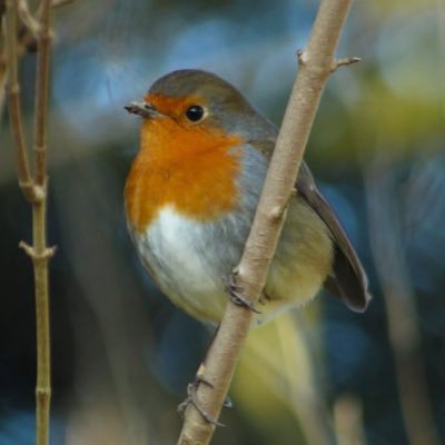 laurenevie91's profile picture. Amateur wildlife photographer of Hertfordshire, Beds and Bucks! Bird, deer, fox and cattle obsessed 🦅 aspiring Ecologist! 🍃