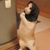 Ruqaiya (@ruqaiya_h) Twitter profile photo Ruqaiya (@ruqaiya_h) Twitter profile photo