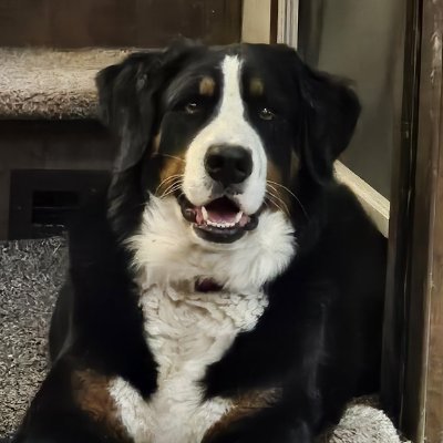 Pro-Life MAGA Patriot!! I stand for God, Family, and Country! Pure🩸! Cornhusker 4ever! 🚫 DM's 🚫PORN!! 🚫 NO EXCEPTIONS!! Please follow my wife @dogmomjenn